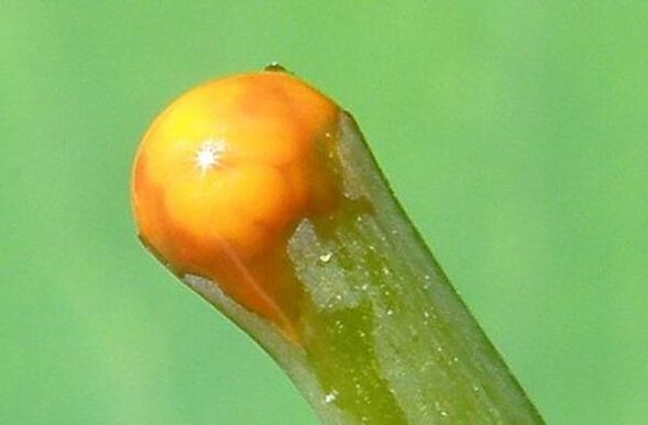 vereurmarohi omadused papilloomide ravis